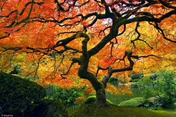 Original photo by: ahp_ibanez. Photo of a maple tree in autumn.